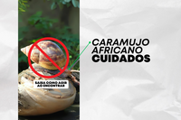 Câmara alerta para a proliferação de Caramujo Africano - Achatina fulica